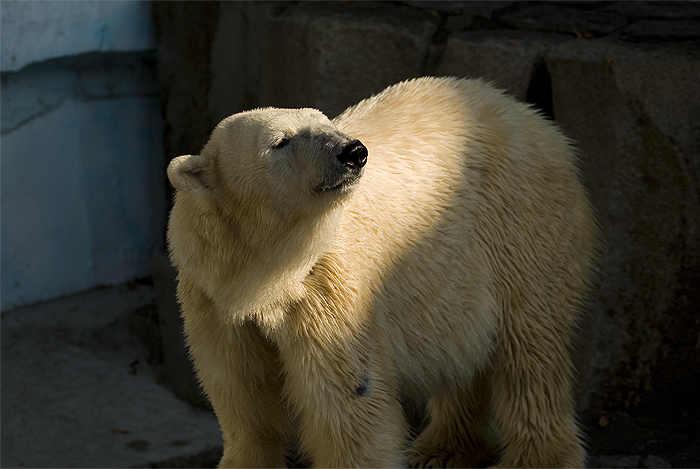 ueno zoo polar bear
